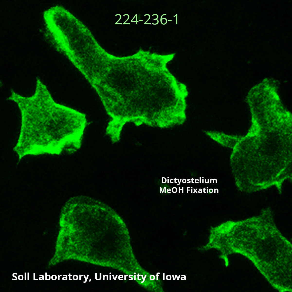 Actin Antibody (224-236-1) - DSHB